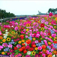 Load image into Gallery viewer, LAST DAY SALE 50% OFF - 💝Mixed Perennial Flowers Seeds-Over 60 kinds mixed
