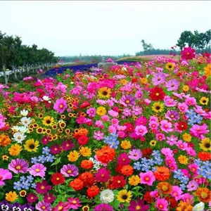 LAST DAY SALE 50% OFF - 💝Mixed Perennial Flowers Seeds-Over 60 kinds mixed