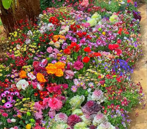 LAST DAY SALE 50% OFF - 💝Mixed Perennial Flowers Seeds-Over 60 kinds mixed