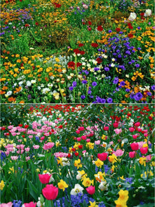 LAST DAY SALE 50% OFF - 💝Mixed Perennial Flowers Seeds-Over 60 kinds mixed