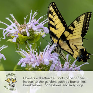 LAST DAY SALE 50% OFF - 💝Mixed Perennial Flowers Seeds-Over 60 kinds mixed