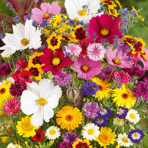 LAST DAY SALE 50% OFF - 💝Mixed Perennial Flowers Seeds-Over 60 kinds mixed