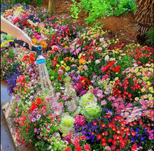 Load image into Gallery viewer, LAST DAY SALE 50% OFF - 💝Mixed Perennial Flowers Seeds-Over 60 kinds mixed

